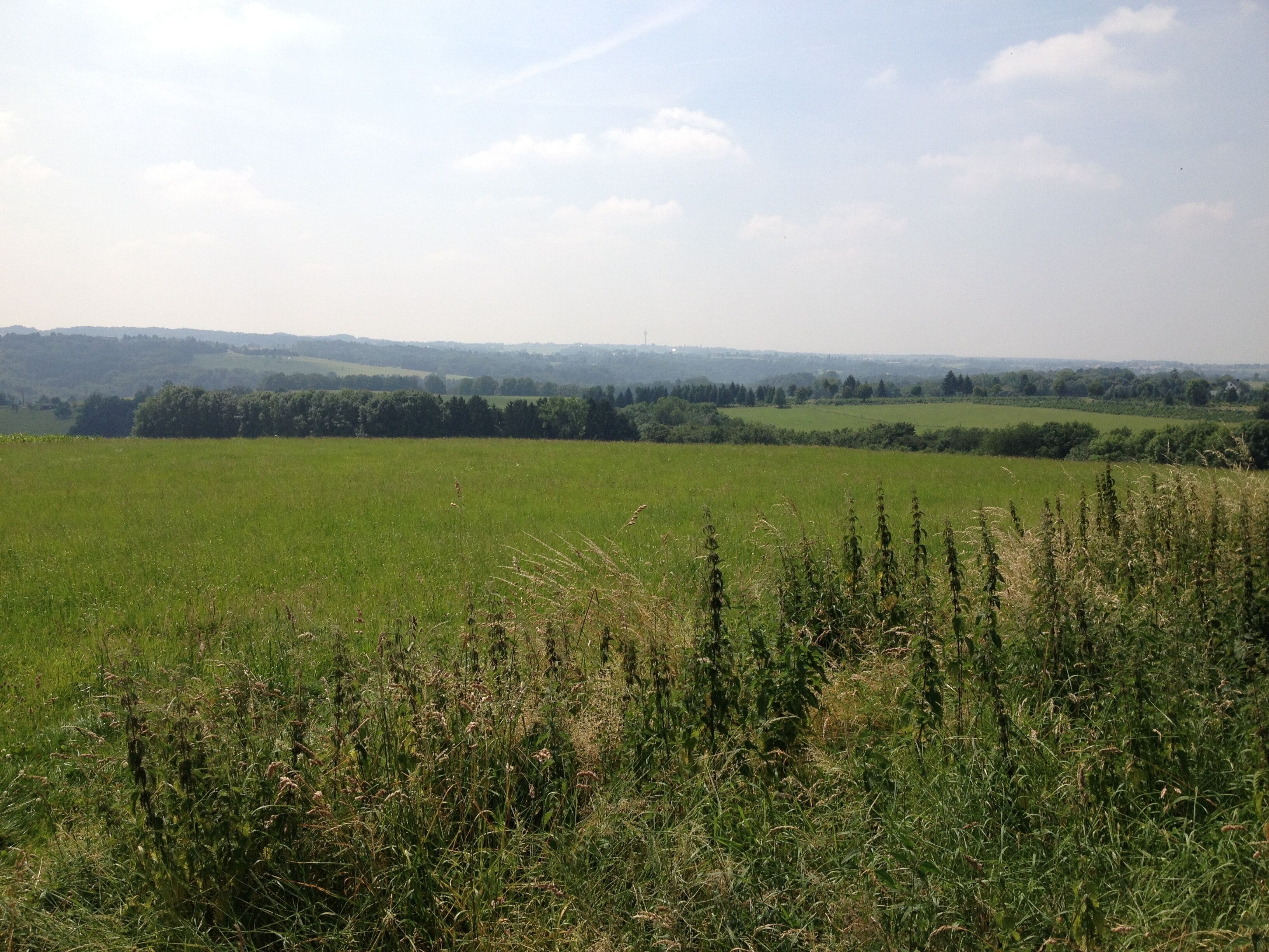 A vast green field with a line of trees in the distance and a cloudy sky.