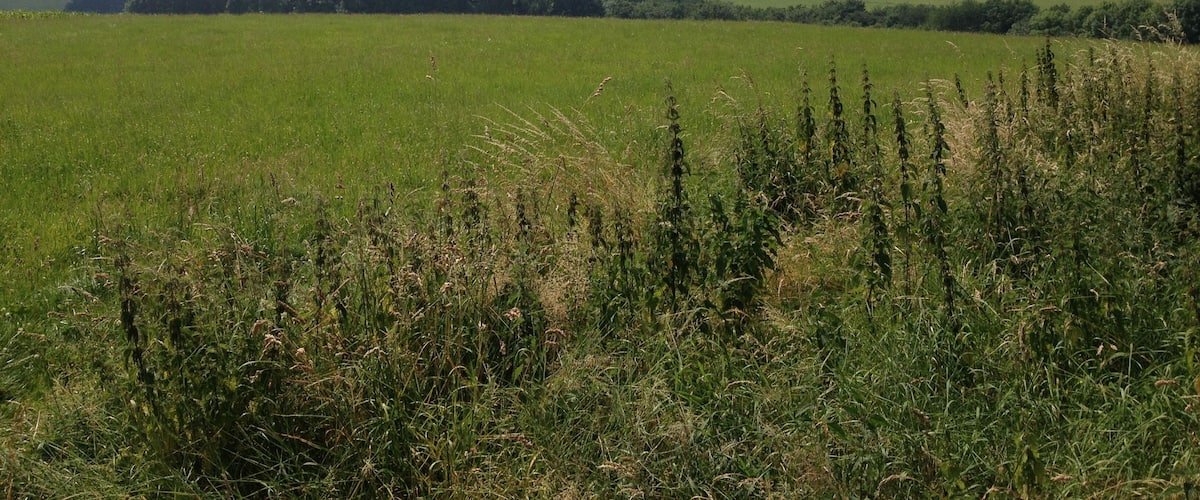 A vast green field with a line of trees in the distance and a cloudy sky.