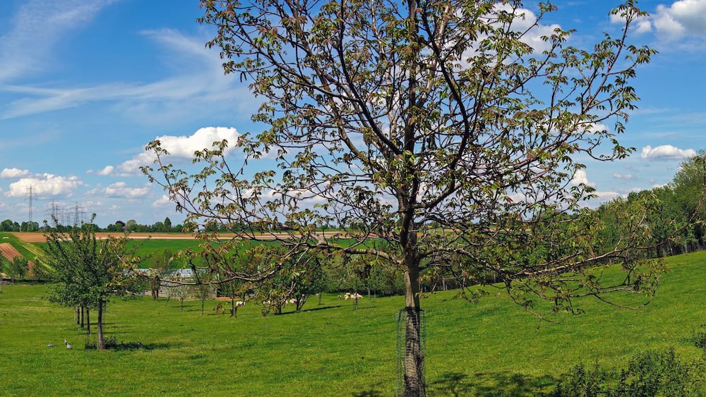A rural landscape with a tree in the foreground, a power line tower in the background, and rolling fields.