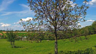 Paisagem rural com uma árvore em primeiro plano, uma torre de linhas de energia ao fundo e campos ondulados.
