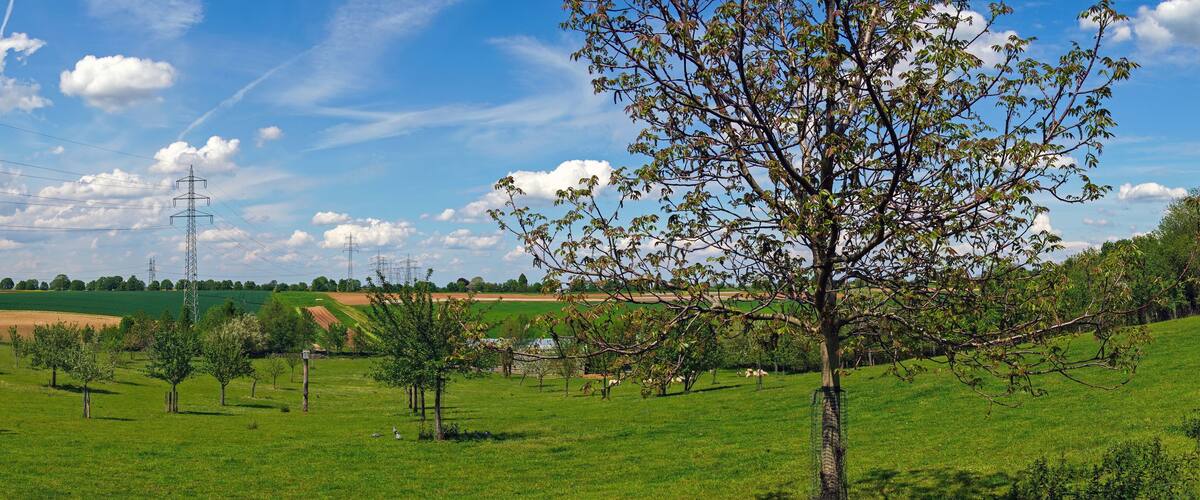 A rural landscape with a tree in the foreground, a power line tower in the background, and rolling fields.