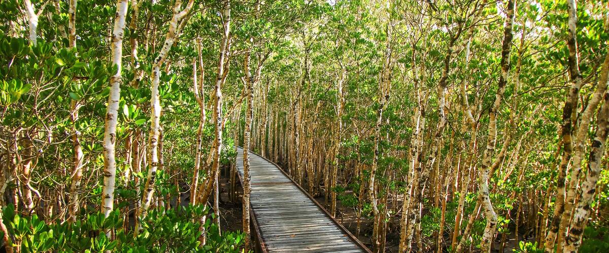 Jack Barnes Bicentennial Mangrove Boardwalk in a coastal area of the Coral Sea in Cairns, Northern Queensland, Australia