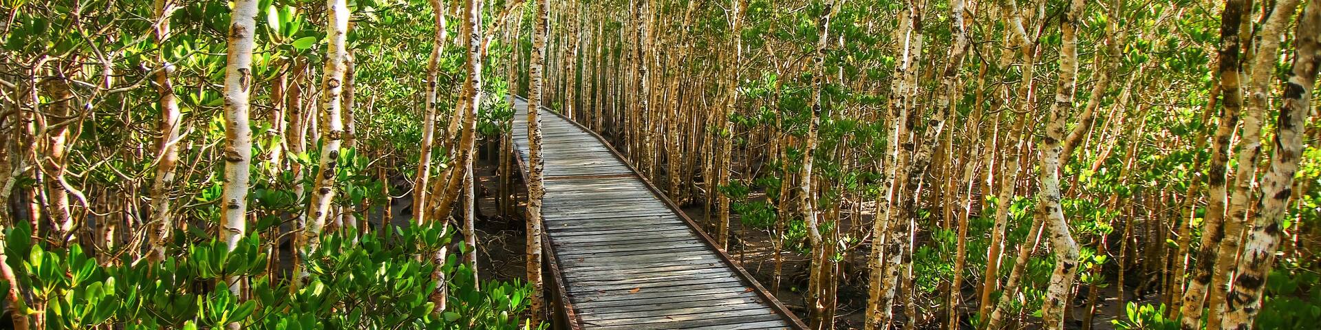 Jack Barnes Bicentennial Mangrove Boardwalk in a coastal area of the Coral Sea in Cairns, Northern Queensland, Australia