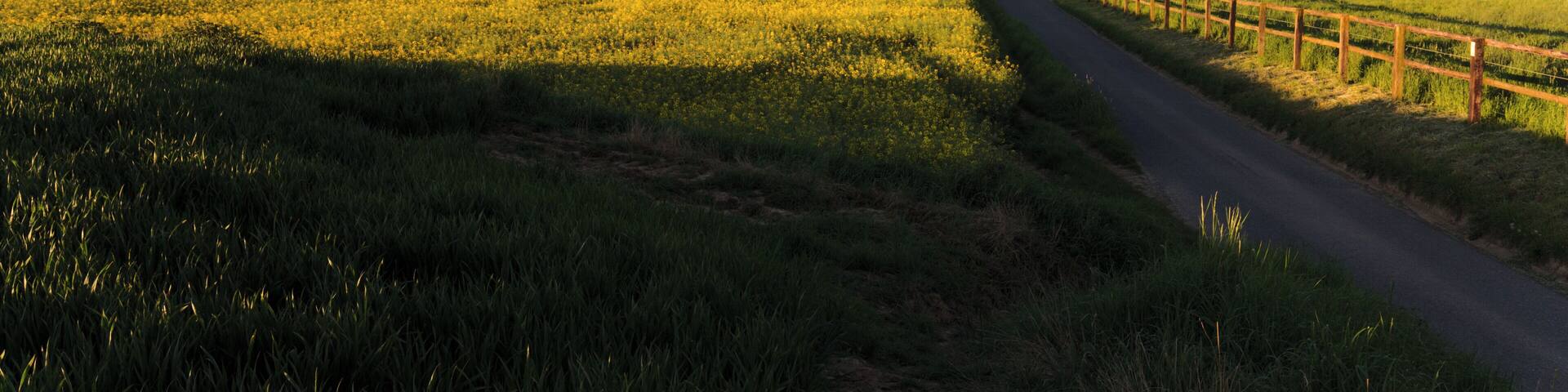 Dörper Weg oberhalb Stinderbachtal
