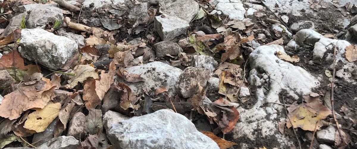 A forest trail with rocks and fallen leaves.