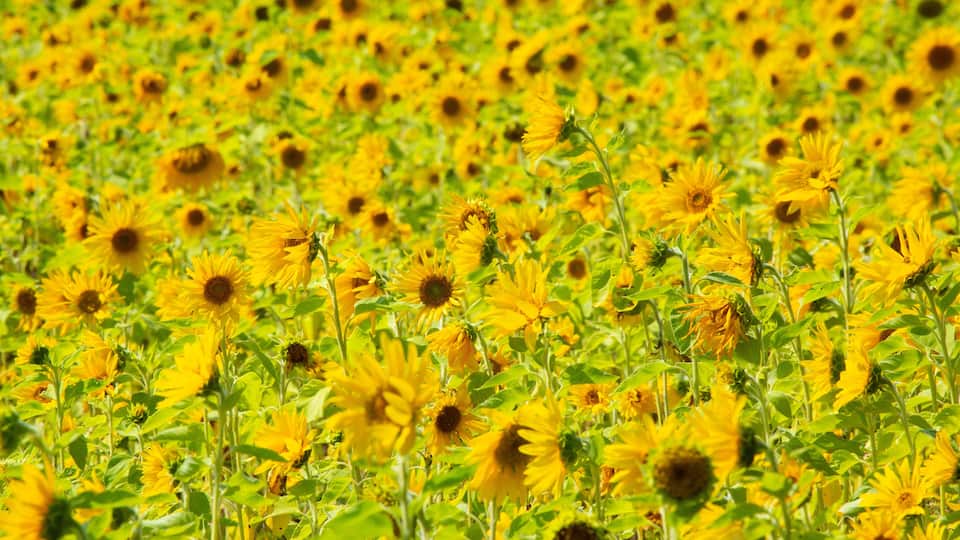 A field of sunflowers.