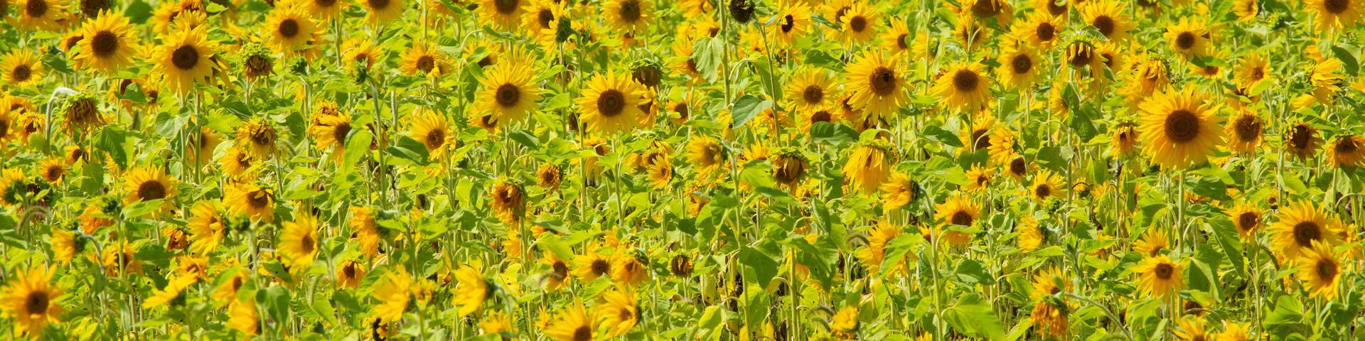 Field of yellow, heliotropic sunflowers, with trees in Ellington, Connecticut.