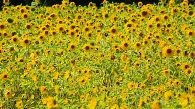 Field of yellow, heliotropic sunflowers, with trees in Ellington, Connecticut.