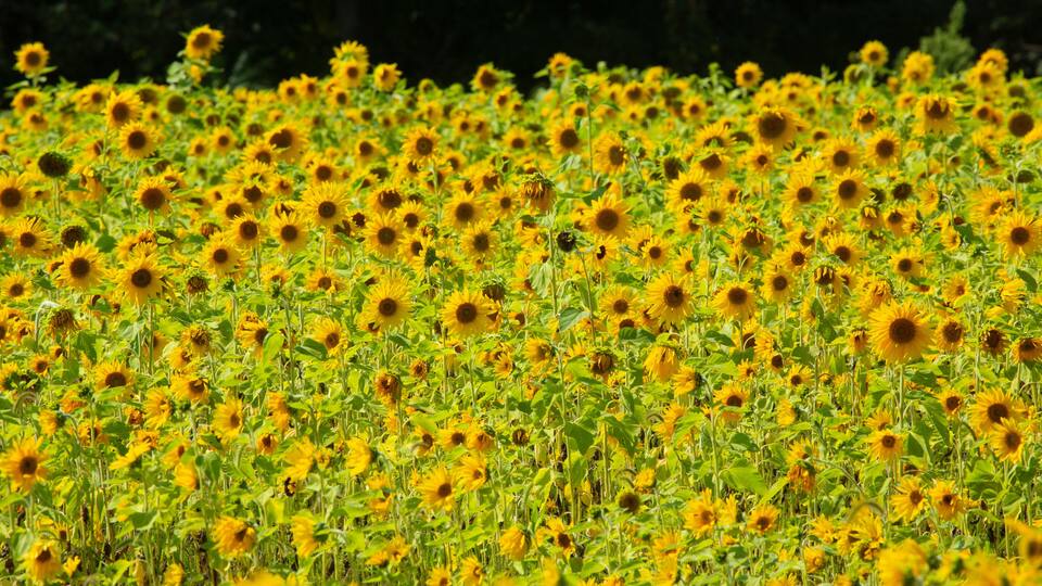A field of sunflowers.