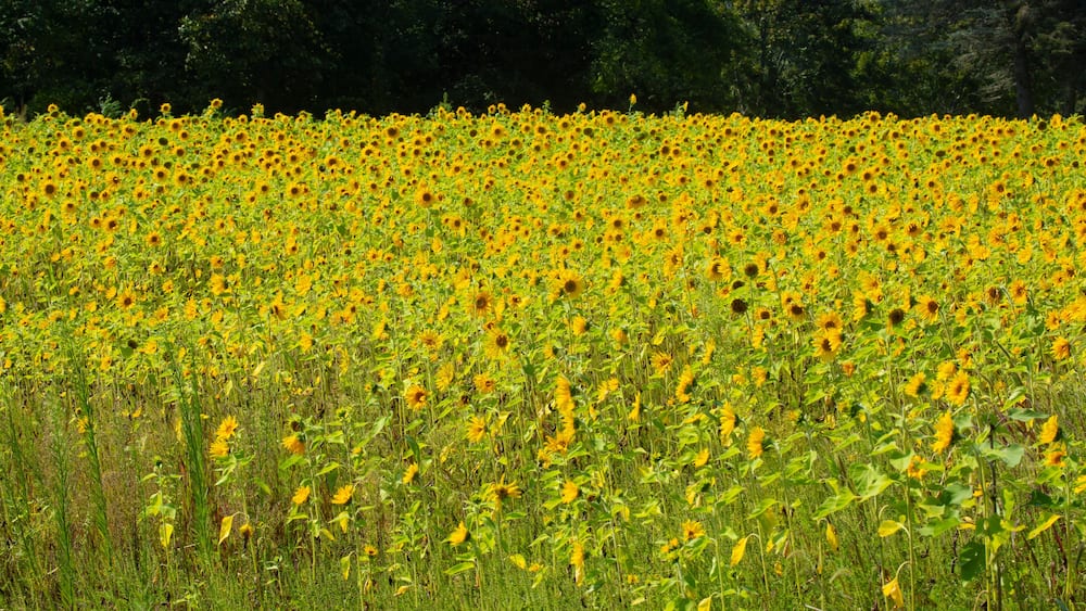 Field of yellow, heliotropic sunflowers, with trees in Ellington, Connecticut.