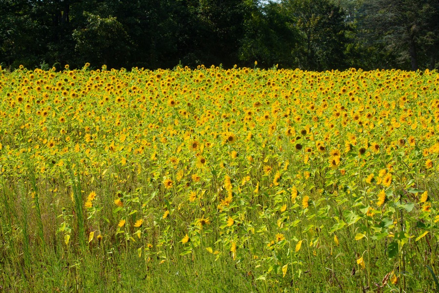 Field of yellow, heliotropic sunflowers, with trees in Ellington, Connecticut.