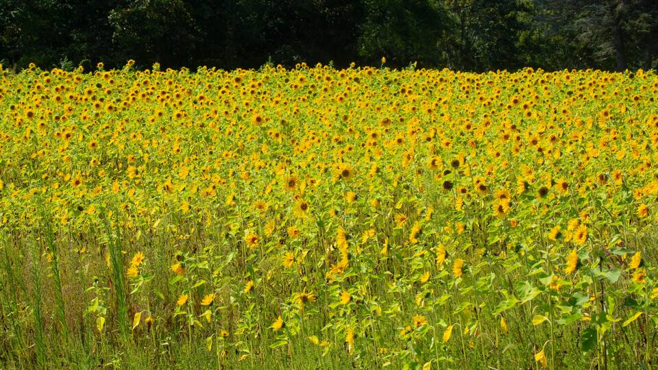 A sunflower field with trees in the background.