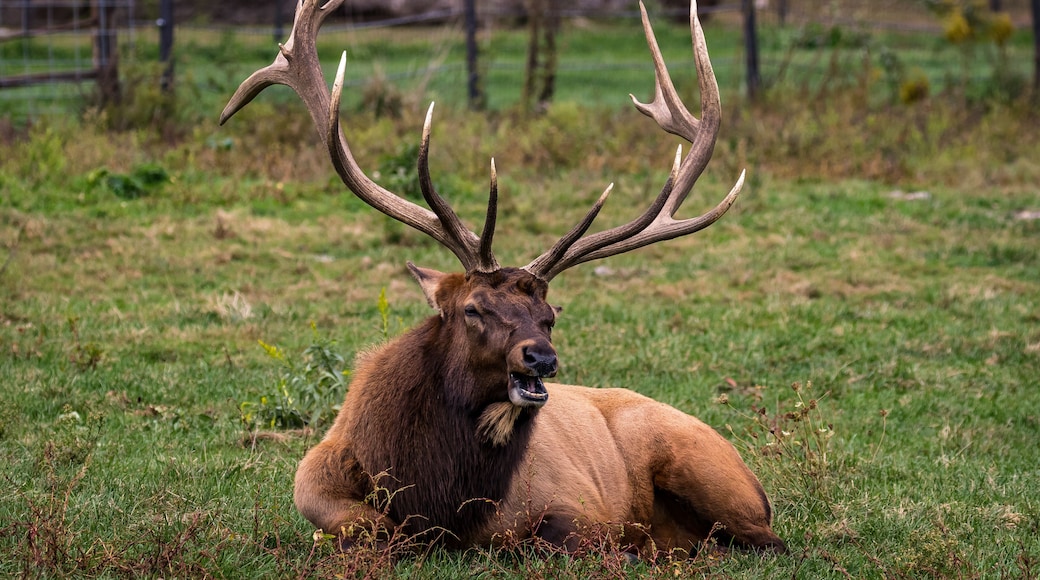 Elk