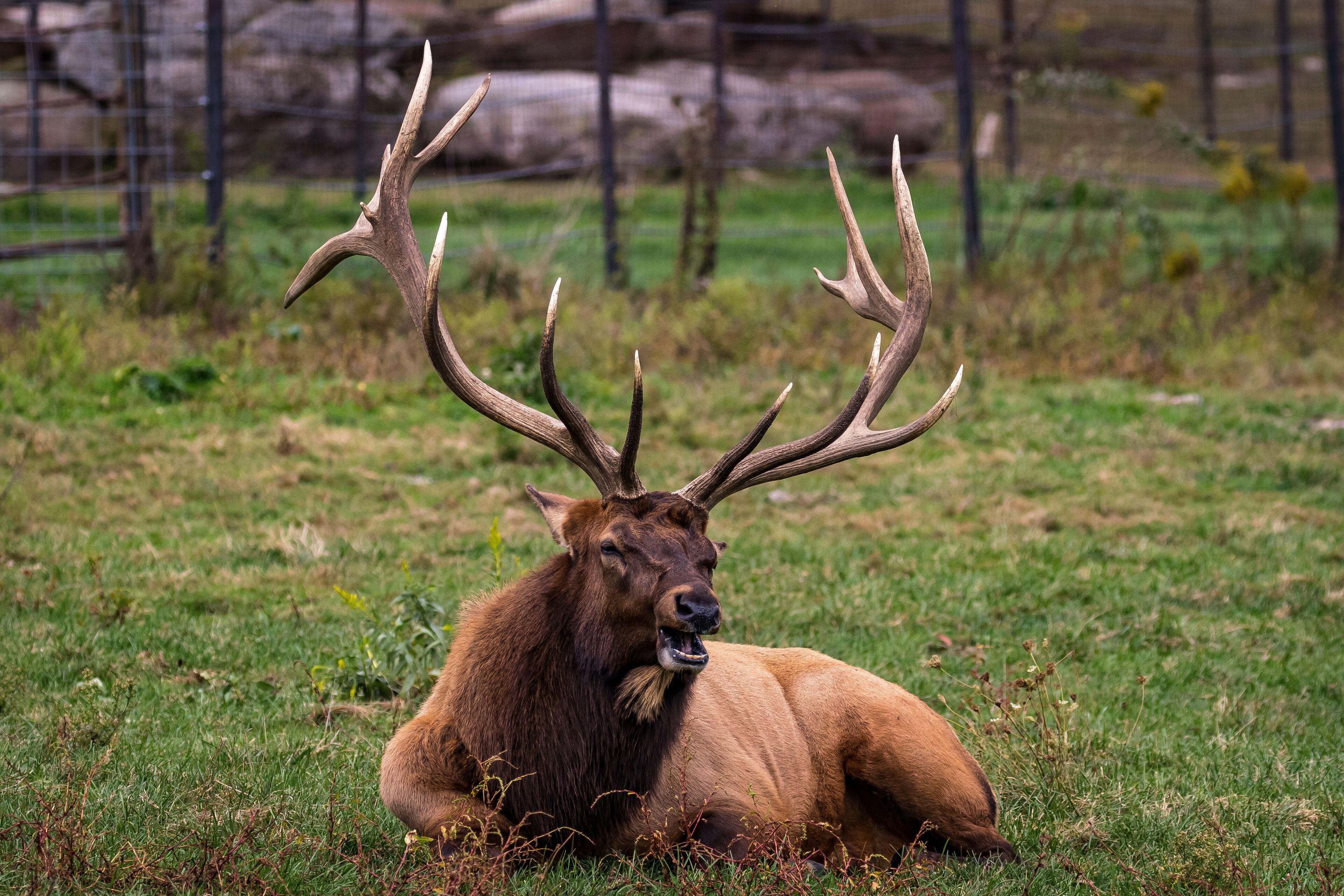 A large elk with prominent antlers resting on a grassy field.