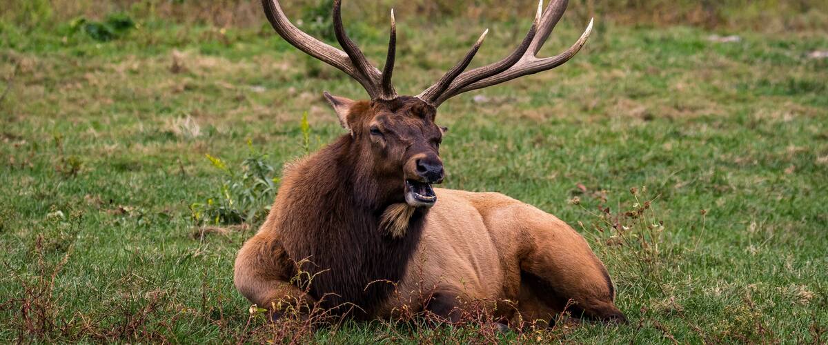 A large elk with prominent antlers resting on a grassy field.