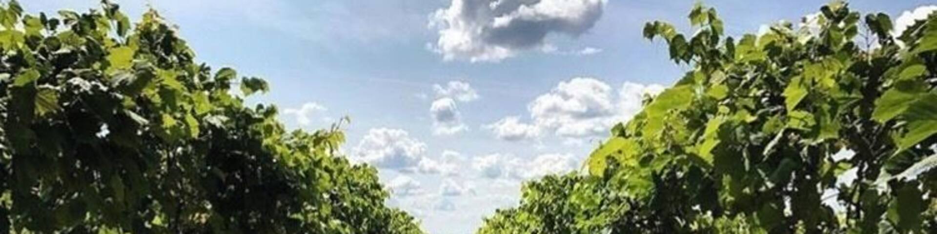 Some strolls are wine fueled
#ontheroad