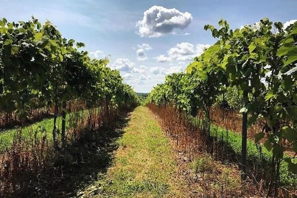 Some strolls are wine fueled
#ontheroad