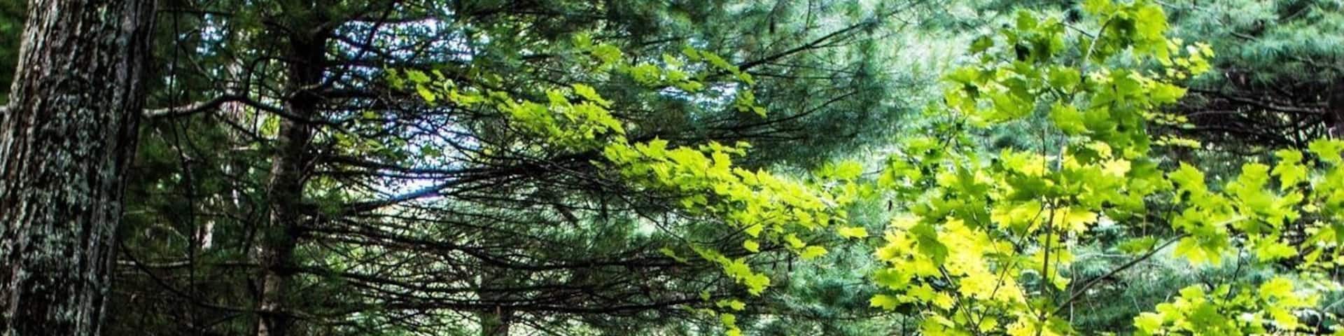 Enders State Park... The forest was established in 1970 with a 1,500-acre parcel of woodlands donated to the state by the children of John and Harriet Enders. Really wooded .. and Lots if hills but you get off the beaten path!