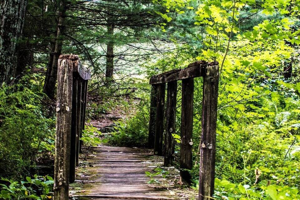 A wooden bridge in a forested area.