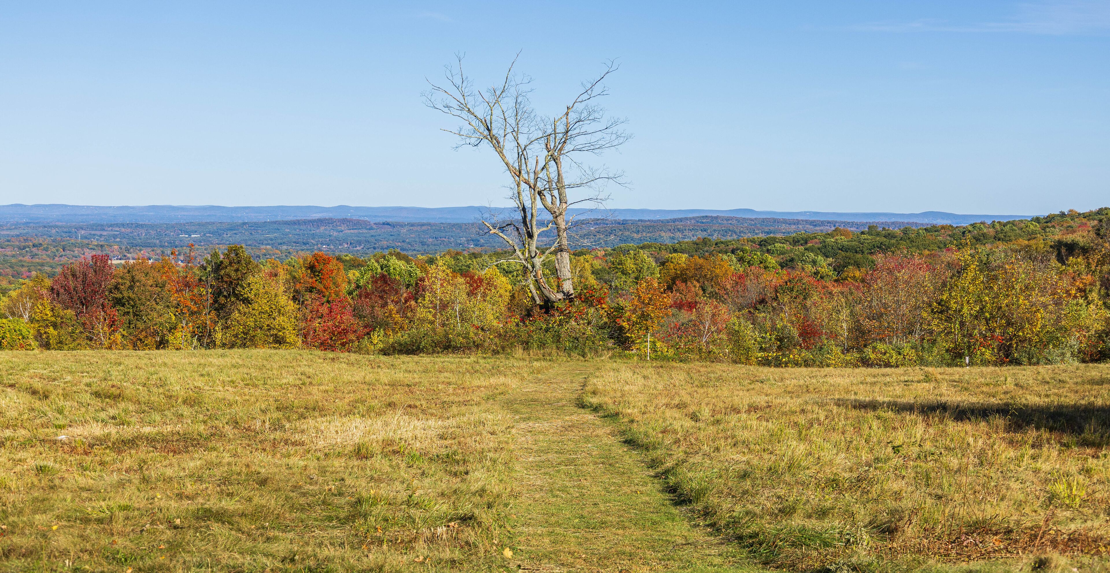 Dead tree in an autumn landscape