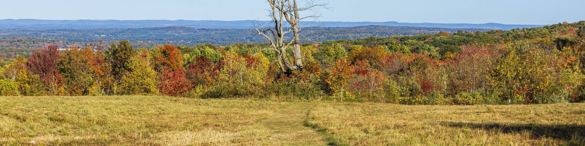 Dead tree in an autumn landscape