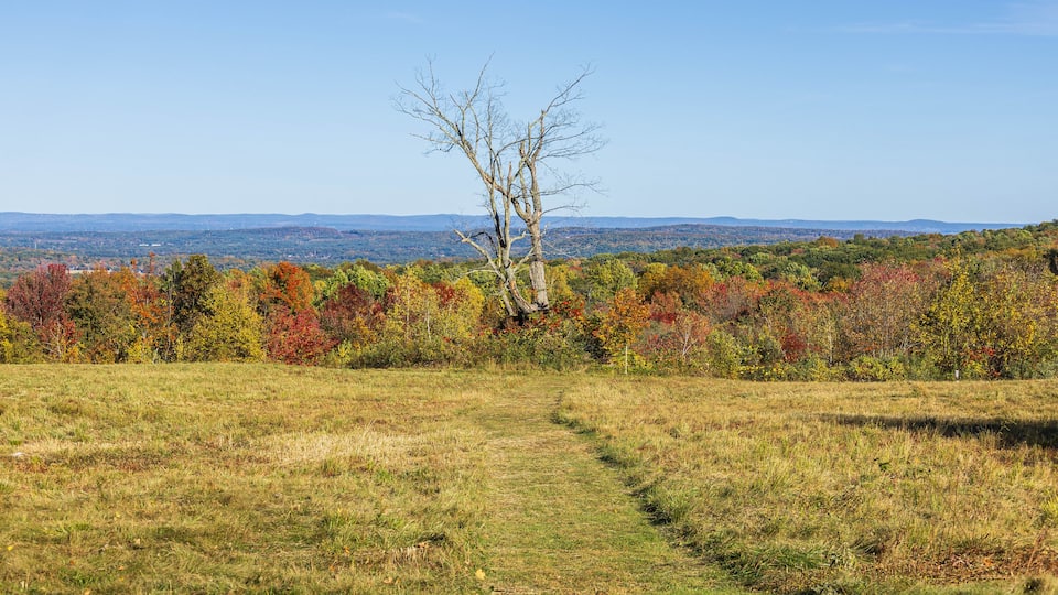 Dead tree in an autumn landscape