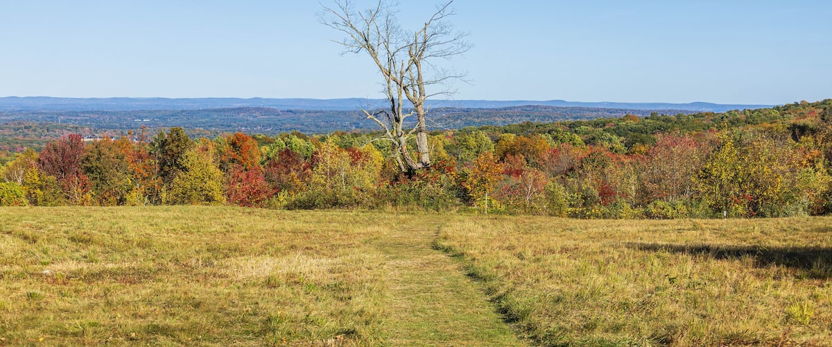 A grassy field with a leafless tree in the center, surrounded by colorful autumn foliage.