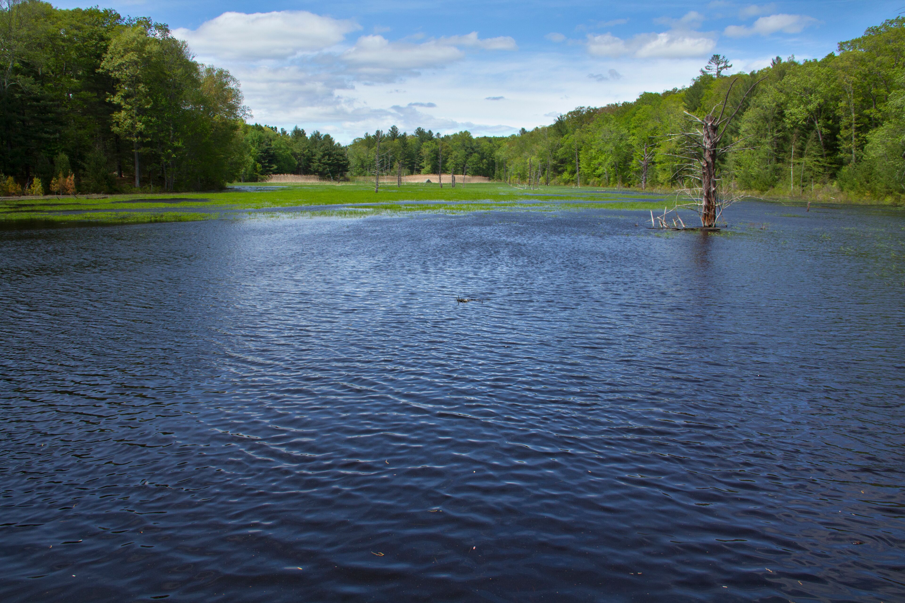 Beaver pond on a sunny day in Hebron, Connecticut.