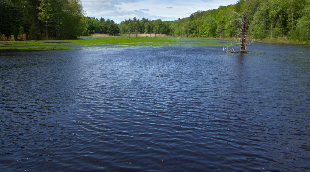 Beaver pond on a sunny day in Hebron, Connecticut.