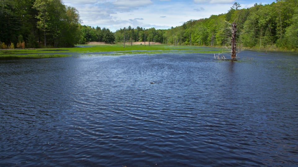 Beaver pond on a sunny day in Hebron, Connecticut.