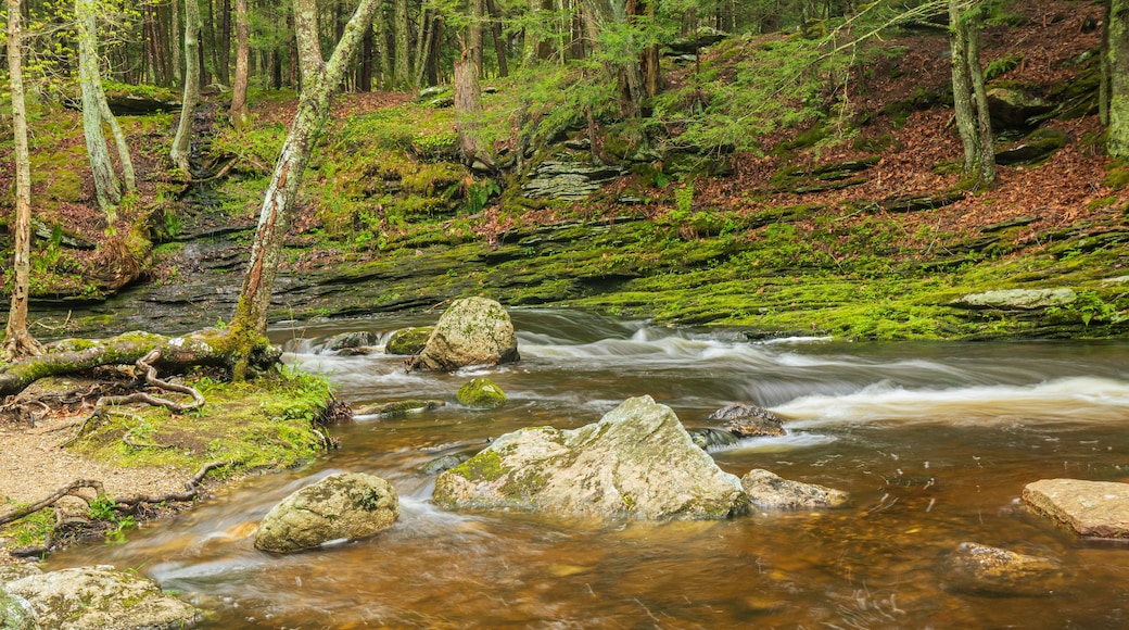 Raymond Brook flowing by moss-covered rocks