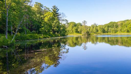 Trees reflected in the calm water of Gay City Pond in Hebron, Connecticut