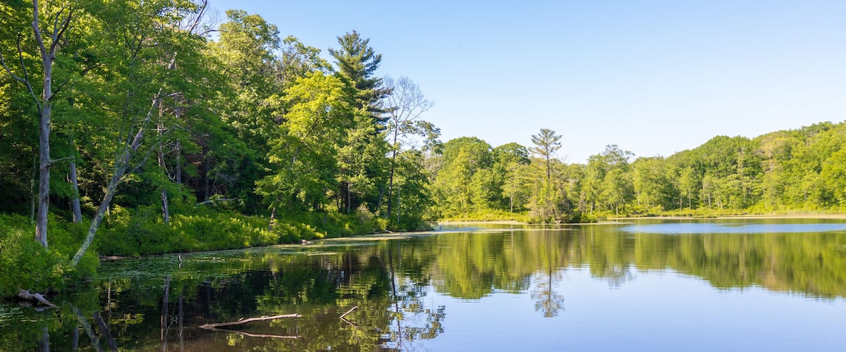 A calm lake surrounded by dense green forest.