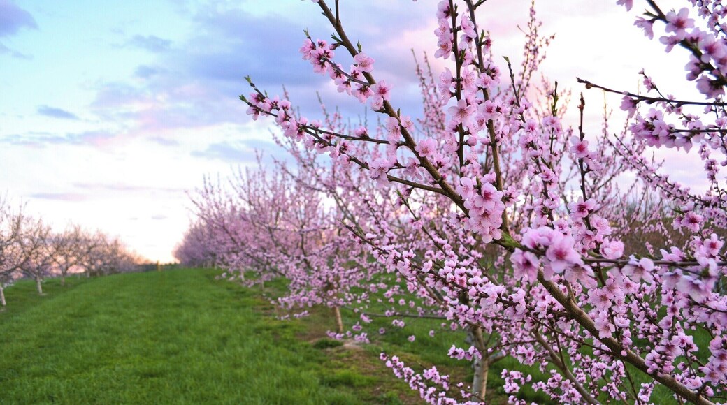 Lyman orchards is lovely any time of year, but especially in spring when the apples and peaches are in bloom. These are their peach trees. Plus, Lyman orchard's store has great cider, sandwiches, and snacks.