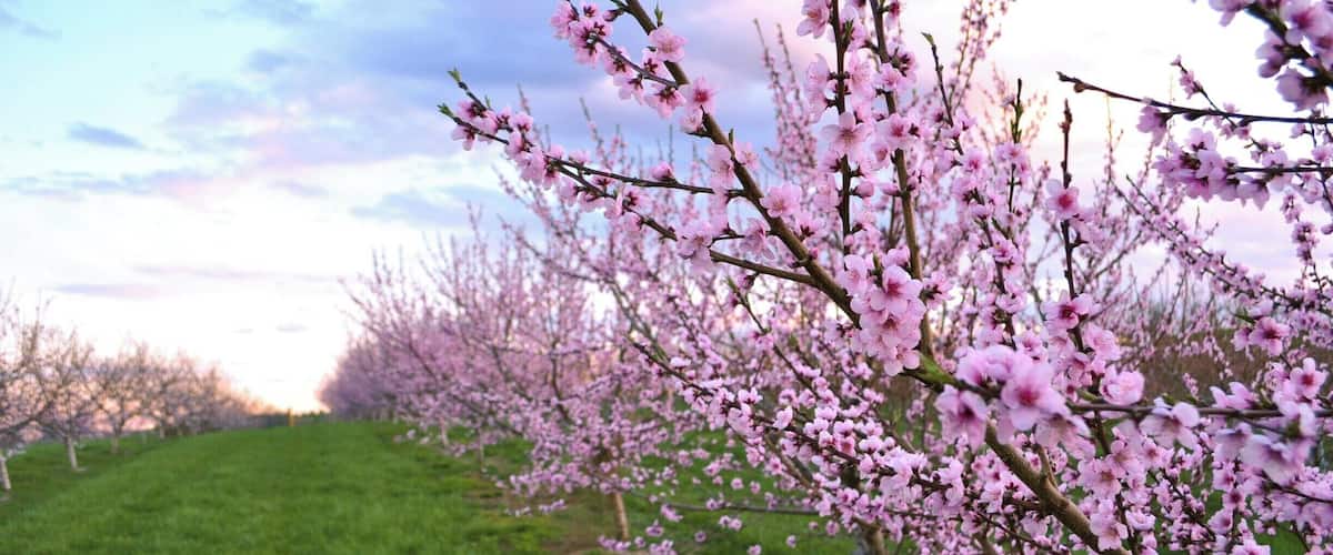 Lyman orchards is lovely any time of year, but especially in spring when the apples and peaches are in bloom. These are their peach trees. Plus, Lyman orchard's store has great cider, sandwiches, and snacks.