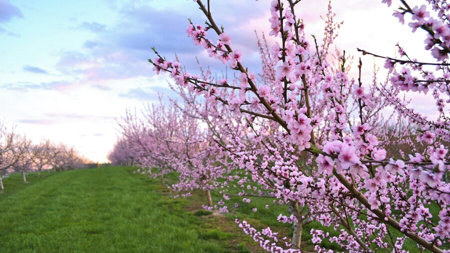 Lyman orchards is lovely any time of year, but especially in spring when the apples and peaches are in bloom. These are their peach trees. Plus, Lyman orchard's store has great cider, sandwiches, and snacks.