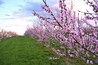 Lyman orchards is lovely any time of year, but especially in spring when the apples and peaches are in bloom. These are their peach trees. Plus, Lyman orchard's store has great cider, sandwiches, and snacks.