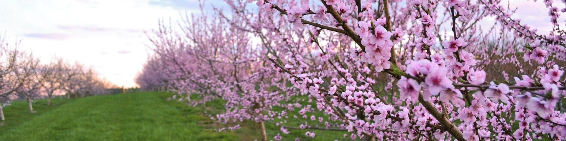 Lyman orchards is lovely any time of year, but especially in spring when the apples and peaches are in bloom. These are their peach trees. Plus, Lyman orchard's store has great cider, sandwiches, and snacks.