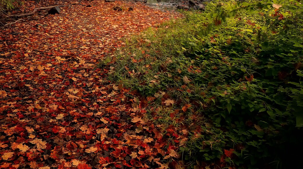 มิดเดิลฟีลด์