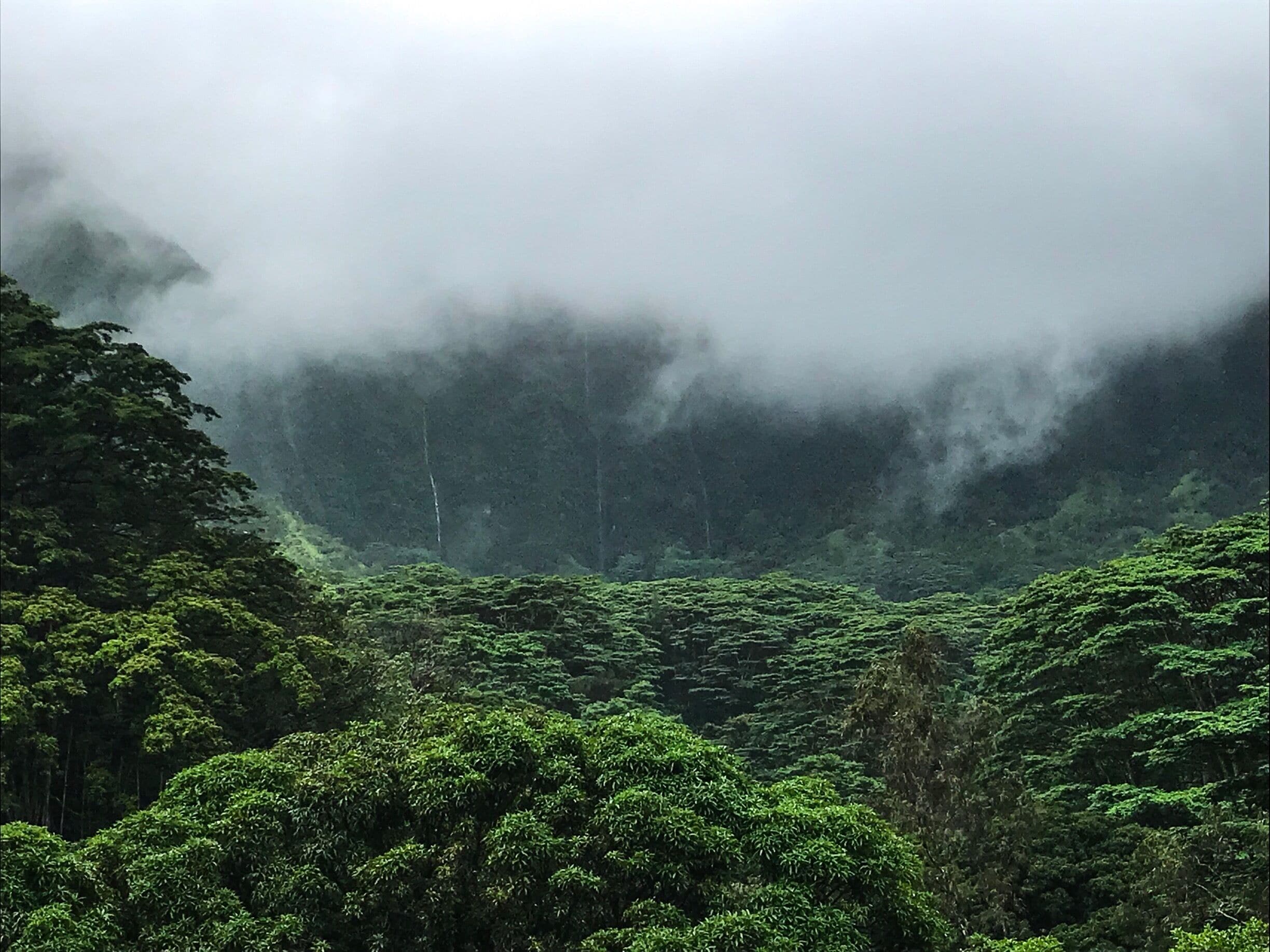 So much beauty in the rain. 🌧 #lifeatexpedia #hawaii #green #waterfalls