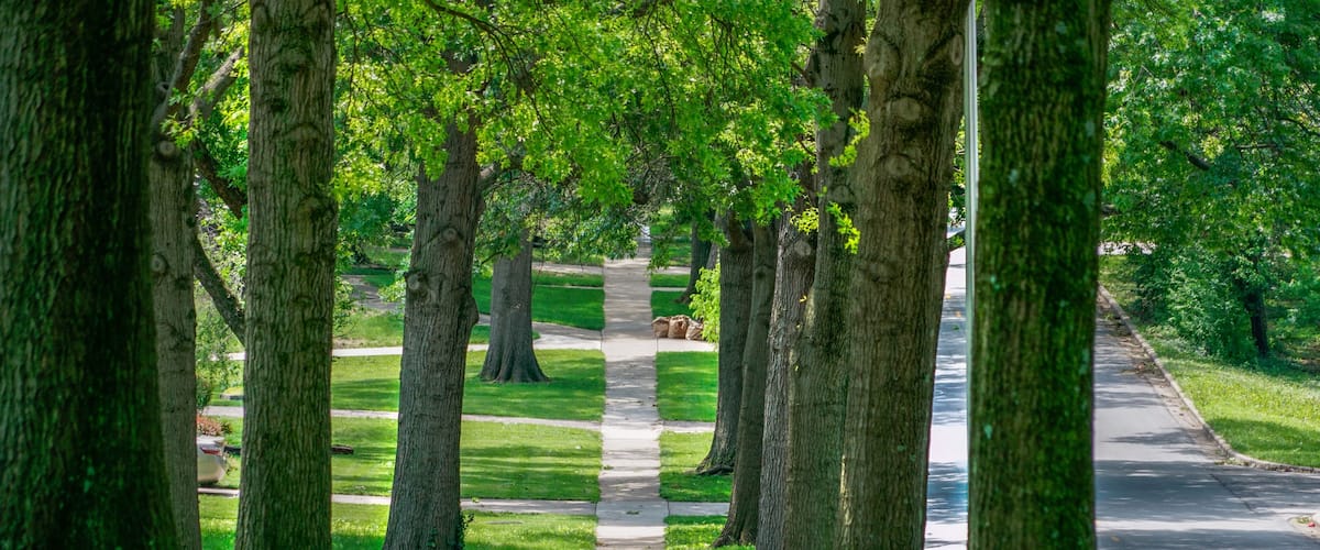 A tree-lined pathway in a park.