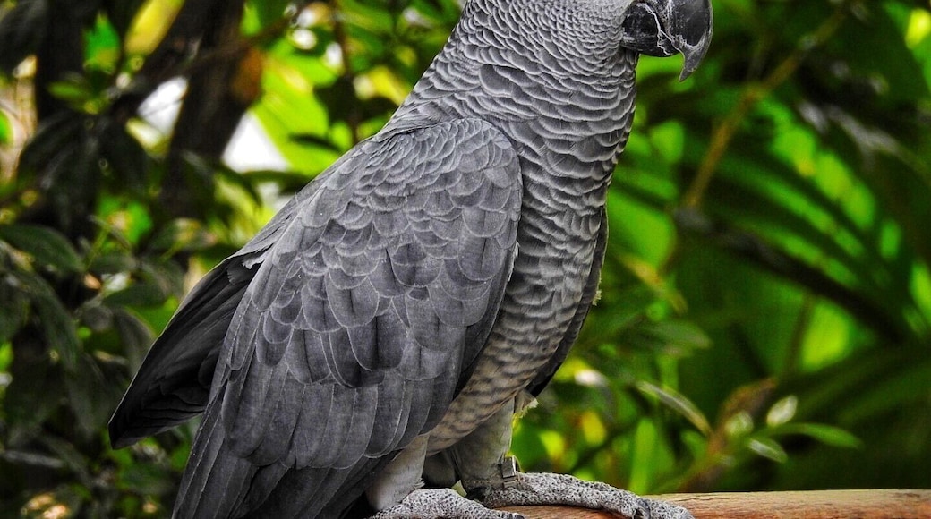 African Grey #parrot, in farm in the city (Kuala Lumpur) #malaysia #asia #zoo #eagle #birds #lifeatexpedia #outdoor #trovember
