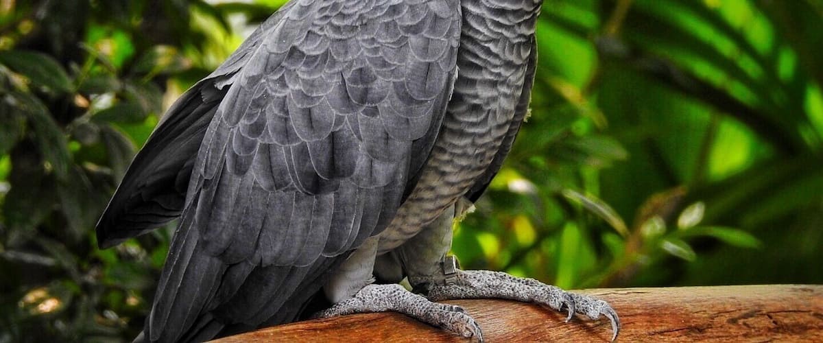 African Grey #parrot, in farm in the city (Kuala Lumpur) #malaysia #asia #zoo #eagle #birds #lifeatexpedia #outdoor #trovember