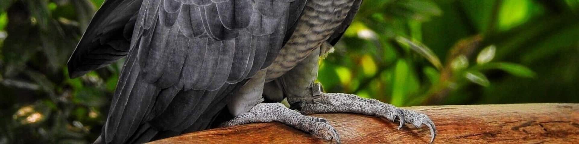 African Grey #parrot, in farm in the city (Kuala Lumpur) #malaysia #asia #zoo #eagle #birds #lifeatexpedia #outdoor #trovember