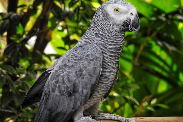 African Grey #parrot, in farm in the city (Kuala Lumpur) #malaysia #asia #zoo #eagle #birds #lifeatexpedia #outdoor #trovember