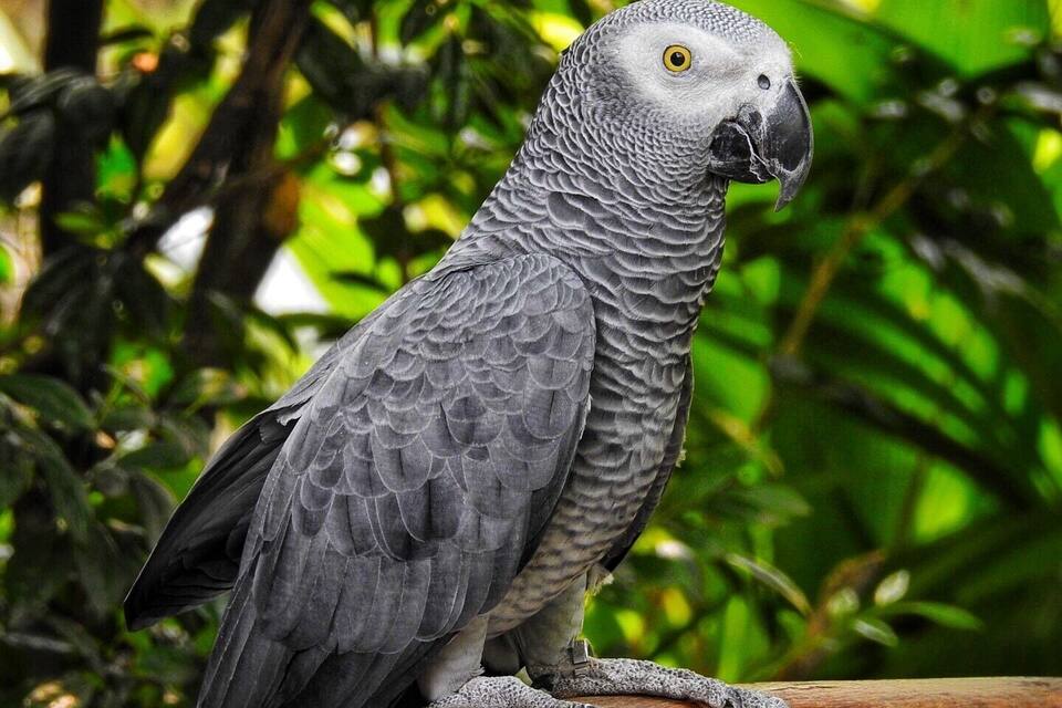Un loro gris posado sobre una superficie de madera rodeado de frondosas plantas verdes.