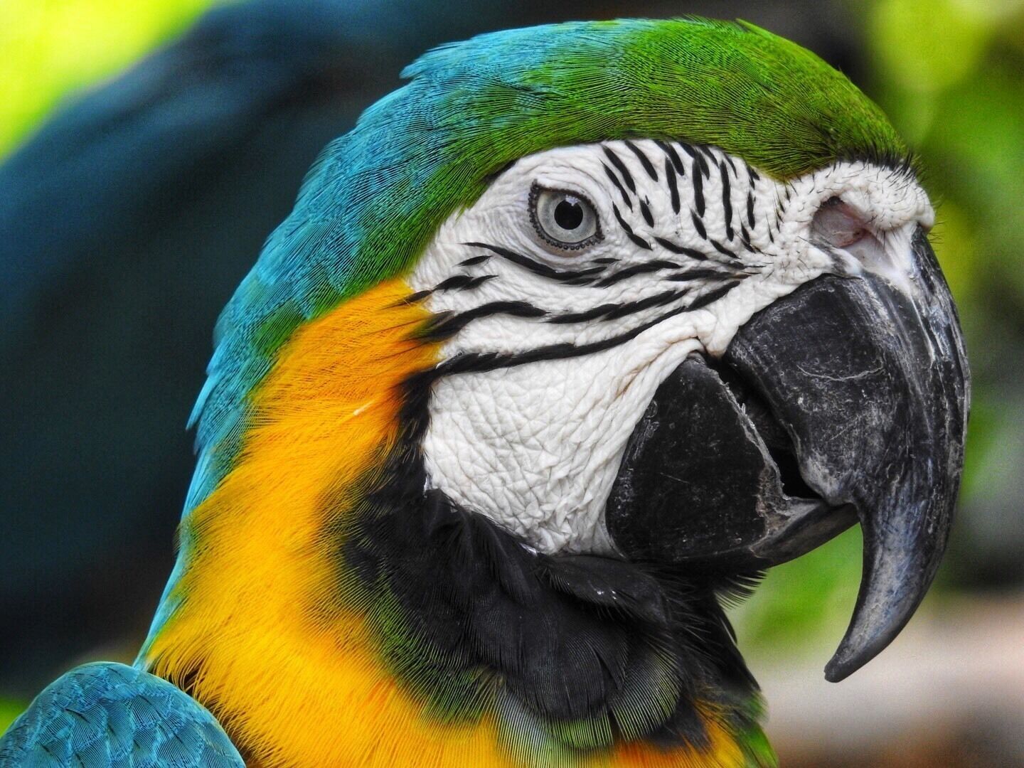 #parrot #closeup, in farm in the city (Kuala Lumpur) #malaysia #asia #zoo #birds #lifeatexpedia #colorful #outdoor #trovember
