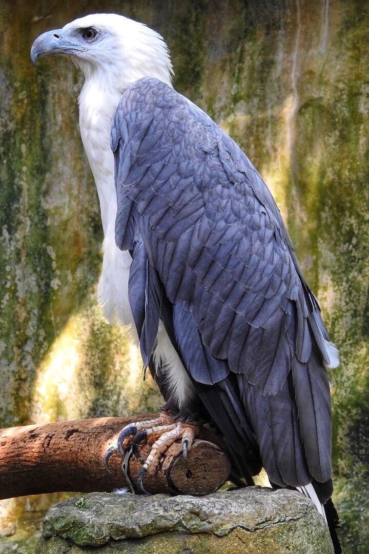 White bellied sea eagle, in farm in the city (Kuala Lumpur) #malaysia #asia #zoo #eagle #birds #lifeatexpedia #outdoor #trovember