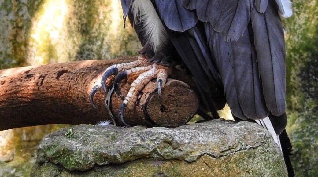 White bellied sea eagle, in farm in the city (Kuala Lumpur) #malaysia #asia #zoo #eagle #birds #lifeatexpedia #outdoor #trovember