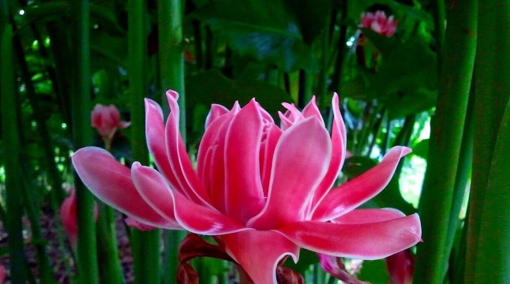 Striking pink inflorescence not only used as Malaysian authentic cuisine laksa but also as cut flower.